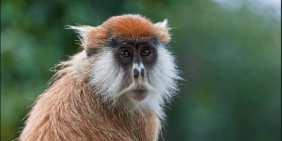 Patas-Monkey