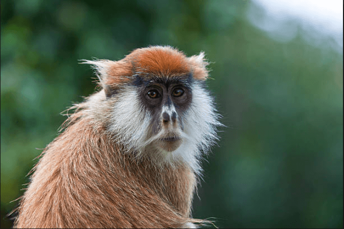 Patas-Monkey